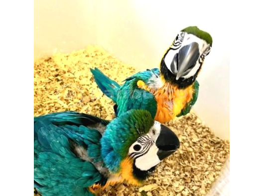 Ara Macaw Yavru Belgeli̇ Evcil El Besleme Gönderim Var görsel