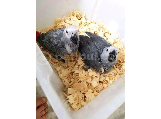 Yavru Jako Papağanlari Evci̇l Gönderi̇m Var görsel