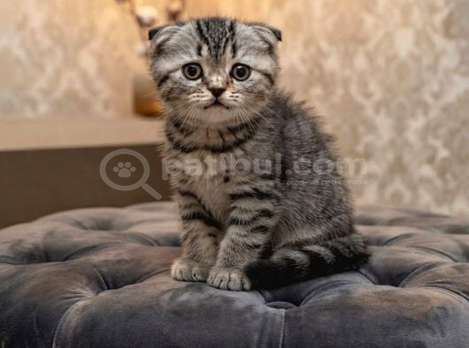 Mükemmel A Kali̇te Scotti̇sh Bebekler görsel