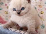 British Ve Scottish Fold Yavrularımız Yeni Yuvaletıba Gitmey