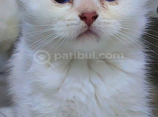 Oyuncu Bebişler görsel