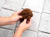 Toy Poodle Sahiplendirme  Sağlık Garantili  724 Destek