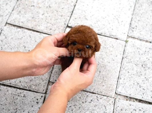Toy Poodle Sahiplendirme  Sağlık Garantili  724 Destek görsel