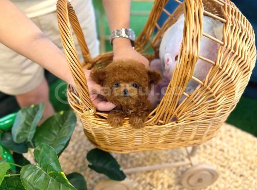 Özel Toy Poodle Yavruları  Veteriner Kontrollü  Güvenli Te görsel