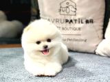 Premium Pomeranıan Yavrular  Sözleşmeli Ve Sağlık Garantili