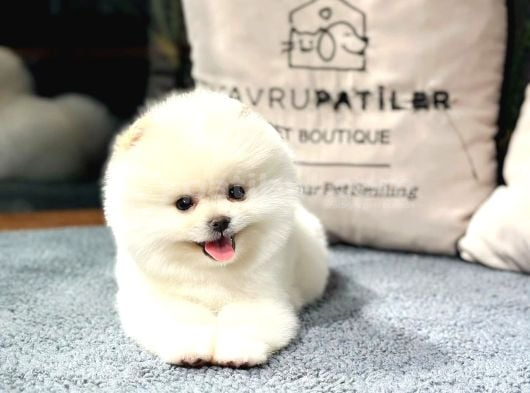 Premium Pomeranıan Yavrular  Sözleşmeli ve Sağlık Garantili