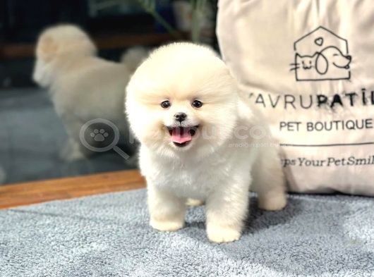 Premium Pomeranıan Yavrular  Sözleşmeli Ve Sağlık Garantili görsel