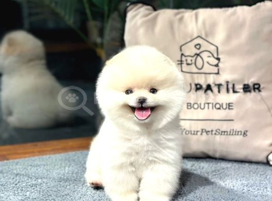 Premium Pomeranıan Yavrular  Sözleşmeli Ve Sağlık Garantili görsel