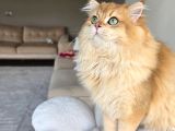 Secereli Ny12 British Longhair Erkek Özel ve Nadir