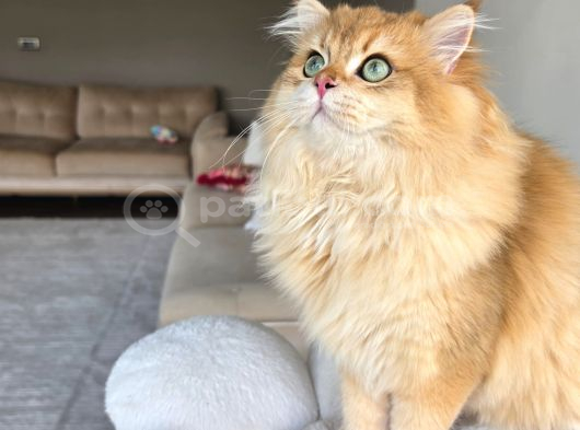 Secereli Ny12 British Longhair Erkek Özel Ve Nadir