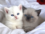 Kuşadası Tertemiz Ev ortamından British Shorthair Yavruları