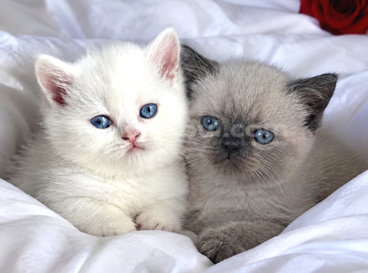 Kuşadası Tertemiz Ev ortamından British Shorthair Yavruları