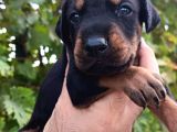 Kizil Ve Si̇yah Doberman Yavrularimiz