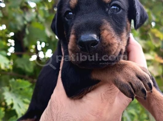 Kizil Ve Si̇yah Doberman Yavrularimiz görsel