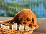 Toy Poodle Yavrularımız  Irk  Sağlık Garantili  Sözleşmel