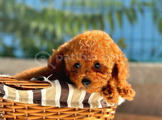 Toy Poodle Yavrularımız  Irk  Sağlık Garantili  Sözleşmel görsel