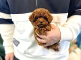 Özel Toy Poodle Yavruları  Veteriner Kontrollü  Güvenli Te