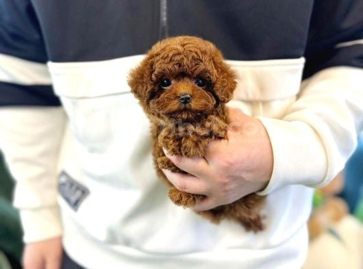 Özel Toy Poodle Yavruları  Veteriner Kontrollü  Güvenli Te