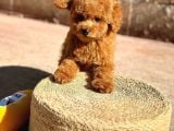 Toy Poodle Yavrularımız  Irk  Sağlık Garantili  Sözleşmel