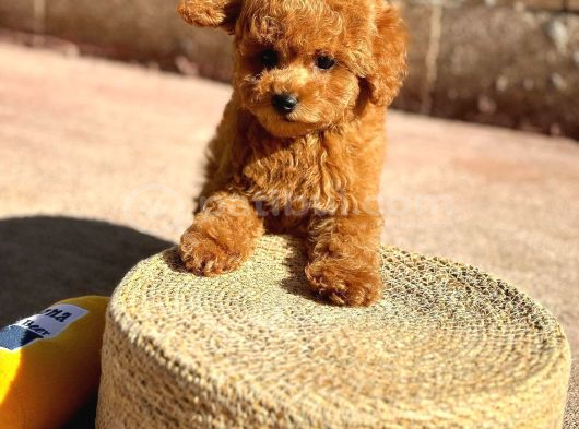 Toy Poodle Yavrularımız  Irk  Sağlık Garantili  Sözleşmel görsel