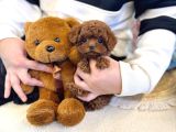 Özel Toy Poodle Yavruları  Veteriner Kontrollü  Güvenli Te