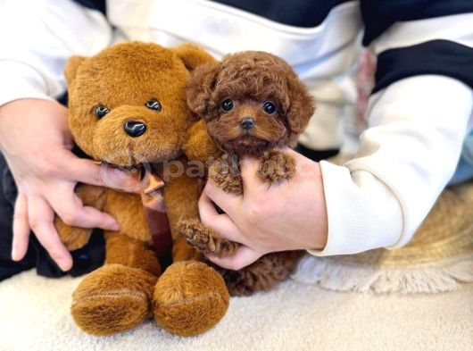 Özel Toy Poodle Yavruları  Veteriner Kontrollü  Güvenli Te görsel