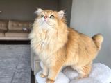 Secereli Ny12 British Longhair Erkek Özel Ve Nadir
