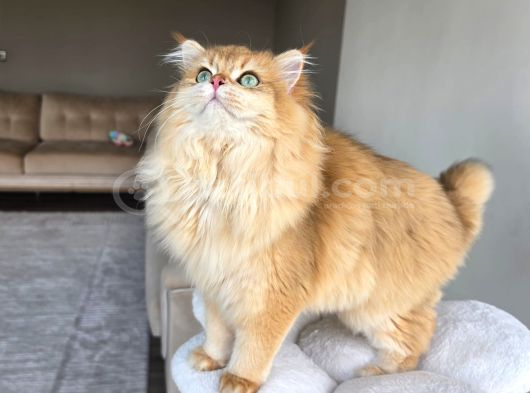Secereli Ny12 British Longhair Erkek Özel Ve Nadir görsel