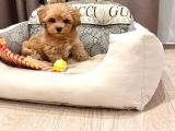 Toy Poodle Sevi̇mli̇ Yavrular Ev Üreti̇mi̇