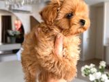 Toy Poodle Sevi̇mli̇ Yavrular Ev Üreti̇mi̇