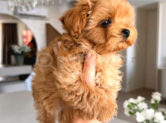 Toy Poodle Sevi̇mli̇ Yavrular Ev Üreti̇mi̇ görsel