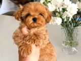 Toy Poodle Sevi̇mli̇ Yavrular Ev Üreti̇mi̇