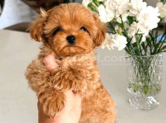 Toy Poodle Sevi̇mli̇ Yavrular Ev Üreti̇mi̇