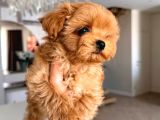 Toy Poodle Sevi̇mli̇ Yavrular Ev Üreti̇mi̇