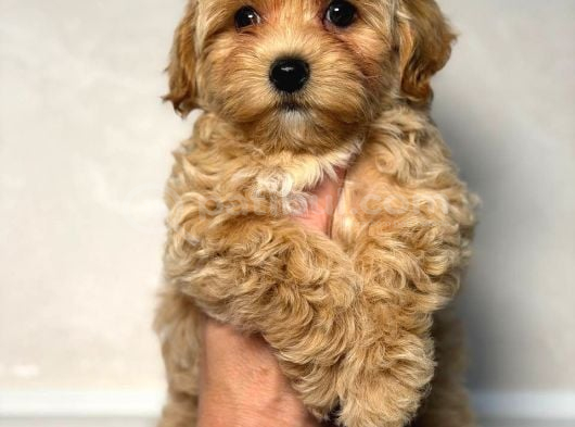 Malti̇poo Ci̇nsi̇ Yavrular Ev Üreti̇mi̇ görsel