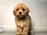 Malti̇poo Ci̇nsi̇ Yavrular Ev Üreti̇mi̇