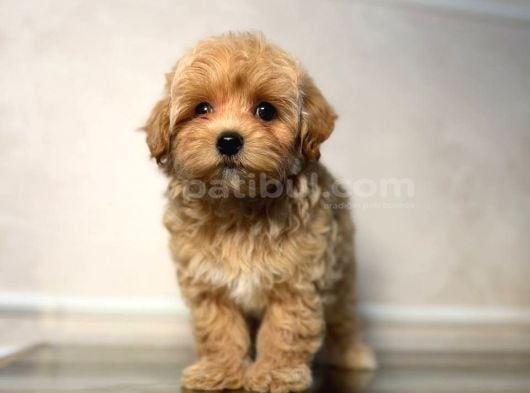 Malti̇poo Ci̇nsi̇ Yavrular Ev Üreti̇mi̇