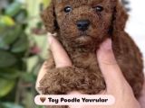 Toy Poodle  Tuvalet Eğitimli Aşılı