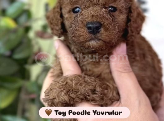 Toy Poodle  Tuvalet Eğitimli Aşılı görsel