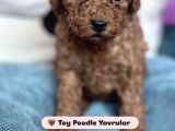 Toy Poodle  Tuvalet Eğitimli Aşılı