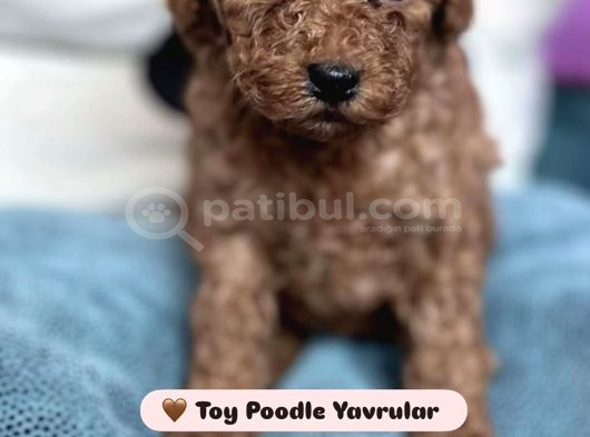 Toy Poodle  Tuvalet Eğitimli Aşılı görsel
