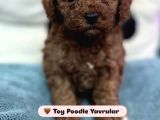Toy Poodle  Tuvalet Eğitimli Aşılı