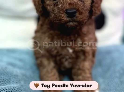 Toy Poodle  Tuvalet Eğitimli Aşılı