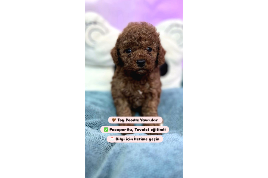 Toy Poodle  Tuvalet Eğitimli Aşılı