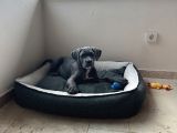 Canecorse
