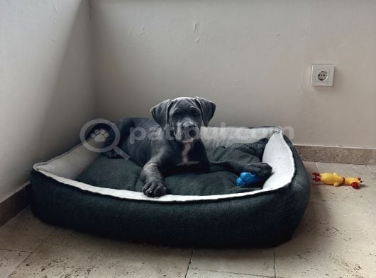 Canecorse görsel