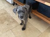 Canecorse