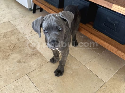 Canecorse
