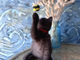 British Shorthair Nadir Bulunan Chocolate Safkan Erkek Yavru
