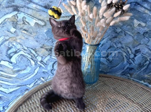 British Shorthair Nadir Bulunan Chocolate Safkan Erkek Yavru görsel